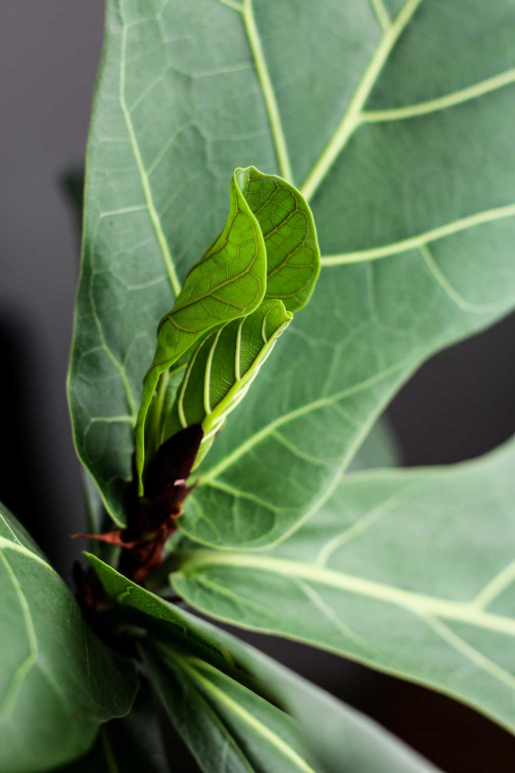 Ficus lyrata: cuidados, propagación y ramificación